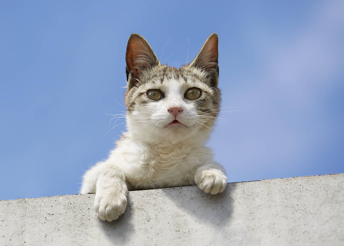 4cd6f496b01474e2b42dbaaea60ebf