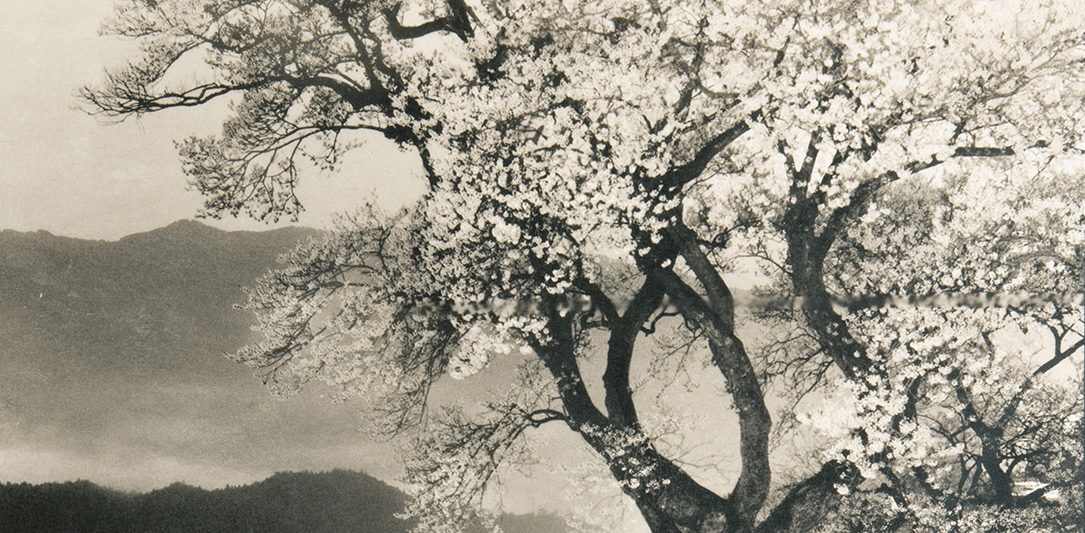 薄明の櫻｜UnoFOTO 京都写真美術館