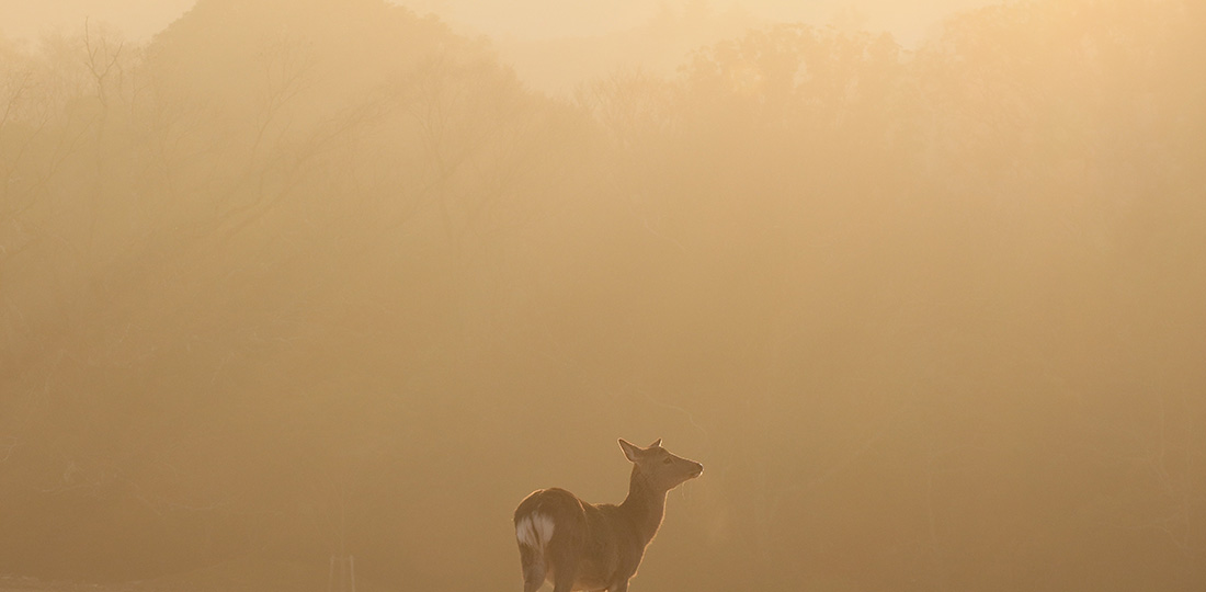 奈良公園の鹿さん｜UnoFOTO 京都写真美術館
