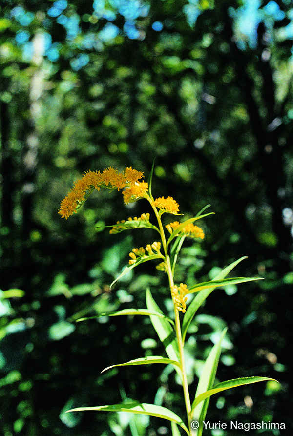 YURIE NAGASHIMA 長島有里枝 長島有里枝 セルフ・ポートレイト / Yurie Nagashima Self